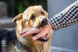 شناسایی ۱۶ مورد نمونه مثبت هاری در خراسان رضوی