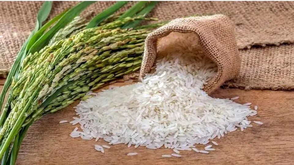 قیمت برنج ایرانی امروز ۱۸ اردیبهشت ۱۴۰۴