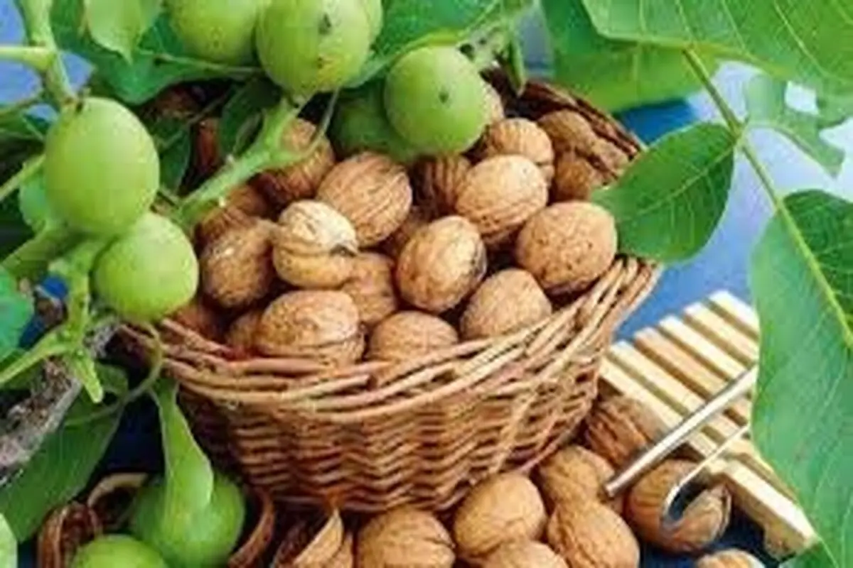 ۵۲ نفر هنگام چیدن گردو مصدوم شدند