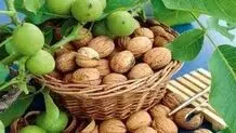 ۵۲ نفر هنگام چیدن گردو مصدوم شدند