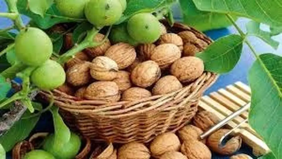 ۵۲ نفر هنگام چیدن گردو مصدوم شدند