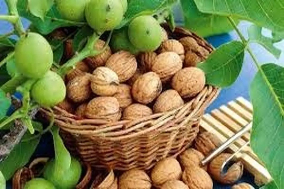 ۵۲ نفر هنگام چیدن گردو مصدوم شدند