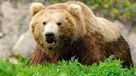 حکم بازداشت مسببان تلف‌شدنِ «خرس قهوه‌ای» در نمین صادر شد