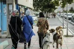ممنوعیت سگ‌گردانی در سایه تجارت بی‌ضابطه سگ‌فروشی