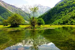 بهار پیش‌رس

