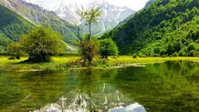 بهار پیش‌رس

