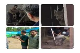 جزئیات جدید از نگهداری گرگ در یک مغازه در کرج