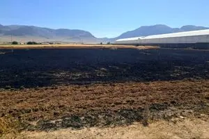 آتش سوزی مزارع گندم روستای دستگرد  