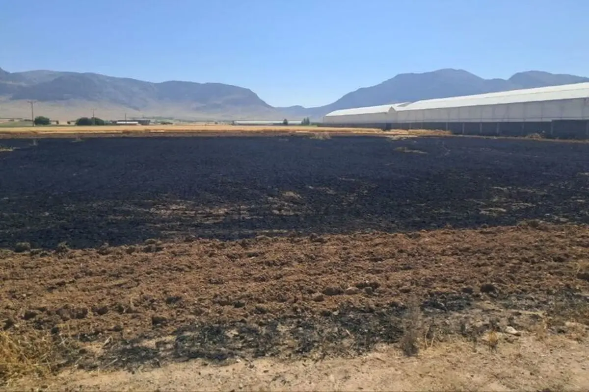 آتش سوزی مزارع گندم روستای دستگرد  