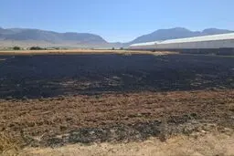 آتش سوزی مزارع گندم روستای دستگرد  