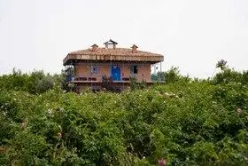 برداشت گل محمدی در روستای اله رودبار بابل