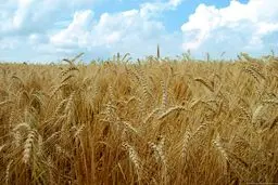 قیمت خرید تضمینی گندم در هاله‌ای از ابهام