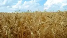 خرید ۱۰ میلیون و ۳۰۵ هزار تن گندم در کشور