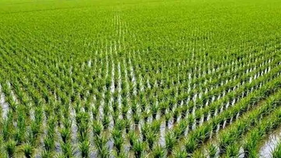 ممنوعیت کاشت برنج در خوزستان