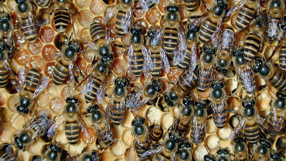 حمله زنبورها به روستا