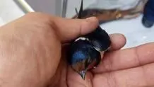 هیئت‌ها مراسم خیمه‌سوزی را با آتش‌نشانی هماهنگ کنند

