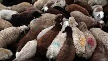 قیمت دام زنده در استان‌های مختلف؛ صبح چهارشنبه ۲۴ بهمن