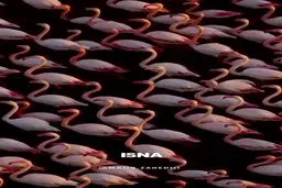 تصویر حیرت انگیز از فلامینگوهای میانکاله