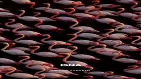 تصویر حیرت انگیز از فلامینگوهای میانکاله