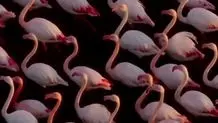 تصویر حیرت انگیز از فلامینگوهای میانکاله