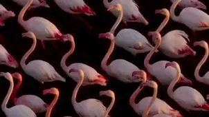 تصویر حیرت انگیز از فلامینگوهای میانکاله