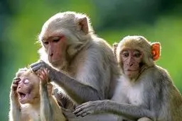 واردات میمون از اوگاندا

