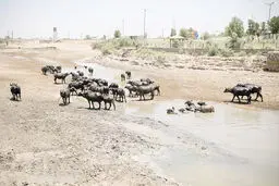 دیپلماسی 
پشت سد
