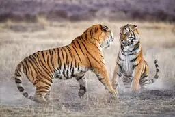 هند چگونه جمعیت ببرهایش را دو برابر کرد؟