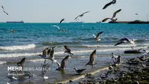 هواشناسی ایران؛ پنجشنبه ۸ خرداد/ هشدارهای هواشناسی برای پنجشنبه و جمعه    
