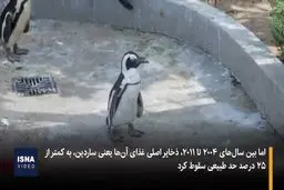 مرگ دردناک ۱۰ هزار پنگوئن آفریقایی+ ویدئو