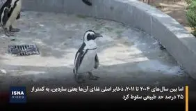 مرگ دردناک ۱۰ هزار پنگوئن آفریقایی+ ویدئو