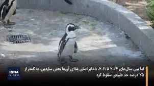 مرگ دردناک ۱۰ هزار پنگوئن آفریقایی+ ویدئو