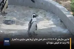 مرگ دردناک ۱۰ هزار پنگوئن آفریقایی+ ویدئو
