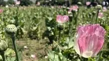 طالبان: جامعه جهانی از کشاورزانی که از تخریب مزارع خشخاش آسیب دیده‌اند حمایت کند

