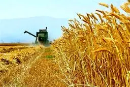 ارقام جدید گندم دیم در مراغه رونمایی شد