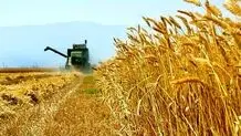 ارقام جدید گندم دیم در مراغه رونمایی شد