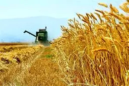 ارقام جدید گندم دیم در مراغه رونمایی شد