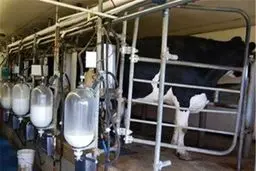 کوچ گوسفندان از جنوب به شمال!
