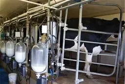 کوچ گوسفندان از جنوب به شمال!

