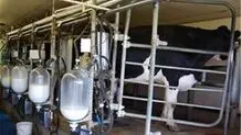 کوچ گوسفندان از جنوب به شمال!

