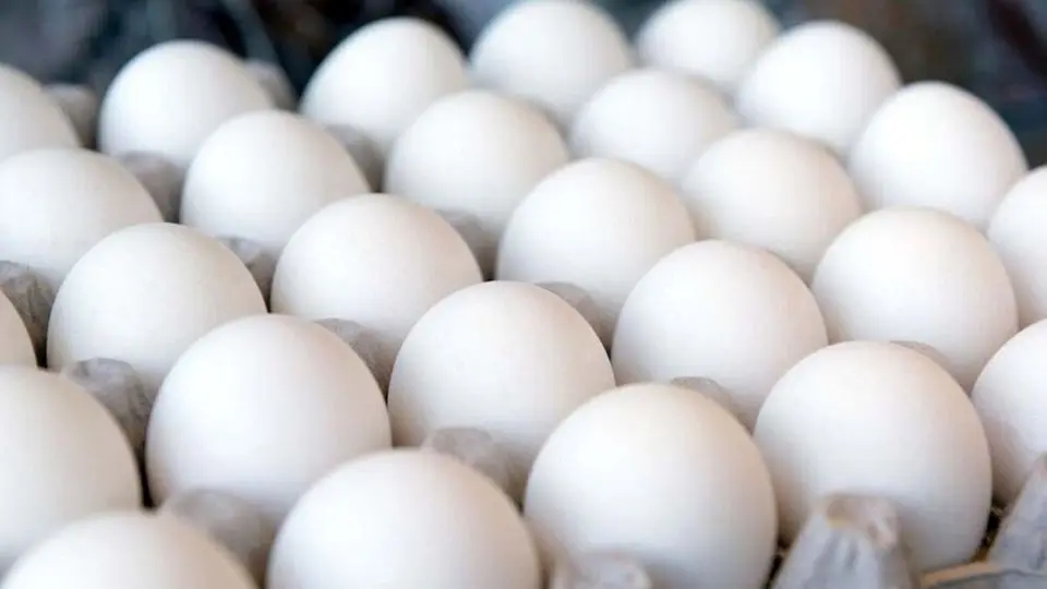 کاهش چشمگیر قیمت تخم مرغ در بازار
