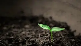 حفظ و احیای خاک، در گرو تقویت پوشش گیاهی است