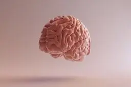 ۶ میوه تقویت کننده حافظه
