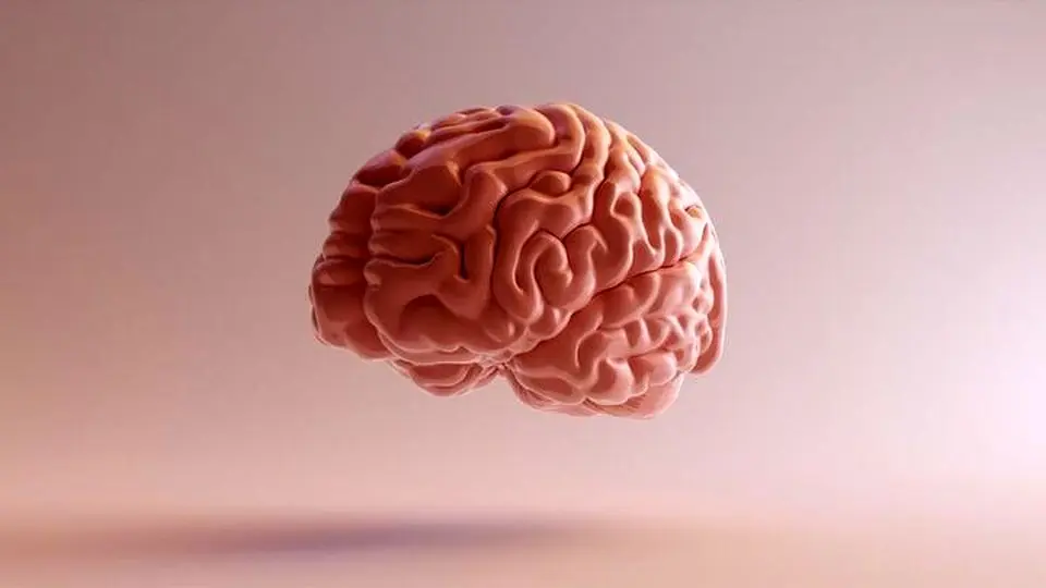 ۶ میوه تقویت کننده حافظه
