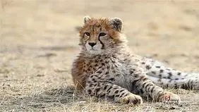 مشاهده پلنگ ایرانی در ارتفاعات رودبار+ ویدئو