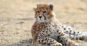 مشاهده پلنگ ایرانی در ارتفاعات رودبار+ ویدئو