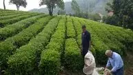 Iranian tea exported to 23 countries