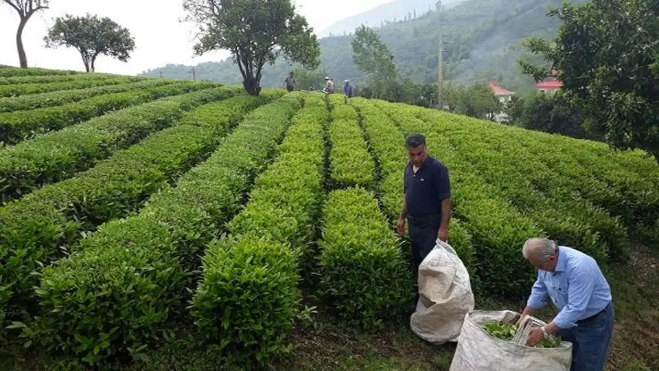 Iranian tea exported to 23 countries