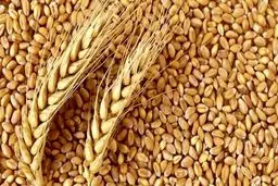 افزایش قیمت گندم در سال 1401 
