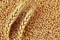 افزایش قیمت گندم در سال 1401 